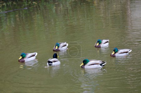 Photo for Flock of male mallards Anas platyrhynchos on a pond. Arashiyama. Kyoto. Japan. - Royalty Free Image