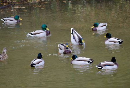 Photo for Flock of mallards Anas platyrhynchos on a pond. Arashiyama. Kyoto. Japan. - Royalty Free Image