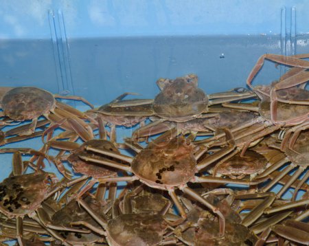 Téléchargez les photos : Snow crabs Chionoecetes opilio in a water tank. Tsukiji Market. Tsukiji. Tokyo. Japan. - en image libre de droit