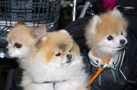 Foto de Dogs in a baby buggy. Puppies of Akita breed in the center and to the right. Ginza. Tokyo. Japan. - Imagen libre de derechos