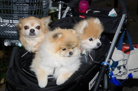 Téléchargez les photos : Ginza, December 14, 2017: Dogs in a baby buggy. Puppies of Akita breed in the center and to the right. Ginza. Tokyo. Japan. - en image libre de droit