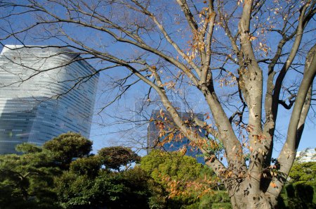 Photo for Japanese zelkova Zelkova serrata and skyscrapers in the background. Hamarikyu Gardens. Tokyo. Honshu. Japan. - Royalty Free Image