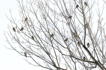 Photo for White-cheeked starlings Spodiopsar cineraceus perched on a tree. Hamarikyu Gardens. Tokyo. Honshu. Japan. - Royalty Free Image