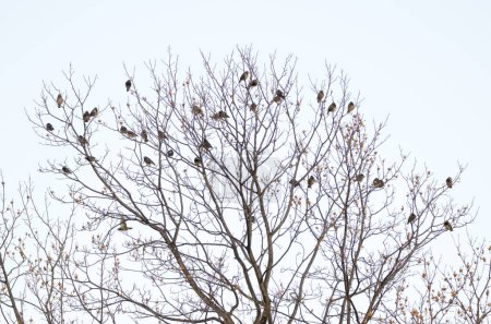 Photo for White-cheeked starlings Spodiopsar cineraceus perched on a tree. Hamarikyu Gardens. Tokyo. Honshu. Japan. - Royalty Free Image