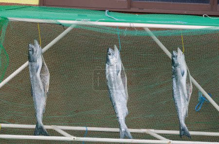 Photo for Masu salmon Oncorhynchus masou drying in Rausu. Nemuro Subprefecture. Shiretoko Peninsula. Hokkaido. Japan. - Royalty Free Image