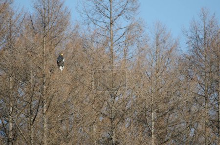 Téléchargez les photos : Stellers sea eagle Haliaeetus pelagicus. Kiyosato. Okhotsk Subprefecture. Hokkaido. Japan. - en image libre de droit