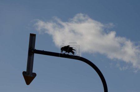 Photo for Large-billed crow Corvus macrorhynchos japonensis eating on a road sign. Kiyosato. Okhotsk Subprefecture. Hokkaido. Japan. - Royalty Free Image