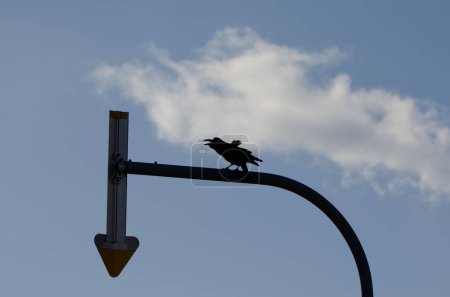 Foto de Large-billed crow Corvus macrorhynchos japonensis calling on a road sign. Kiyosato. Okhotsk Subprefecture. Hokkaido. Japan. - Imagen libre de derechos