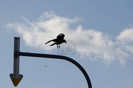 Foto de Large-billed crow Corvus macrorhynchos japonensis from a road sign. Kiyosato. Okhotsk Subprefecture. Hokkaido. Japan. - Imagen libre de derechos