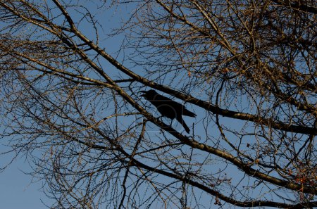 Foto de Large-billed crow Corvus macrorhynchos japonensis calling. Kiyosato. Okhotsk Subprefecture. Hokkaido. Japan. - Imagen libre de derechos