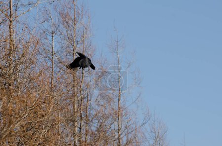 Téléchargez les photos : Carrion crow Corvus corone in flight. Kiyosato. Okhotsk Subprefecture. Hokkaido. Japan. - en image libre de droit