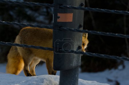 Photo for Ezo red fox Vulpes vulpes schrenckii at the edge of a road. Akan Mashu National Park. Hokkaido. Japan. - Royalty Free Image