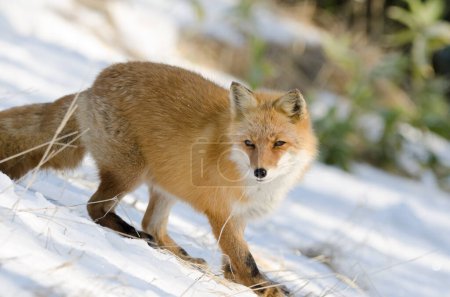Photo for Ezo red fox Vulpes vulpes schrenckii. Akan Mashu National Park. Hokkaido. Japan. - Royalty Free Image