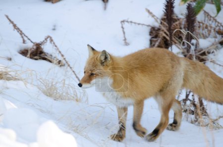 Photo for Ezo red fox Vulpes vulpes schrenckii. Akan Mashu National Park. Hokkaido. Japan. - Royalty Free Image