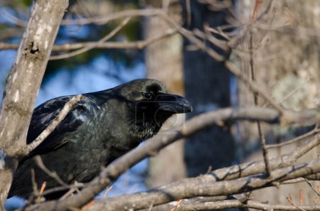 Photo for Large-billed crow Corvus macrorhynchos japonensis. Lake Akan. Akan Mashu National Park. Hokkaido. Japan. - Royalty Free Image