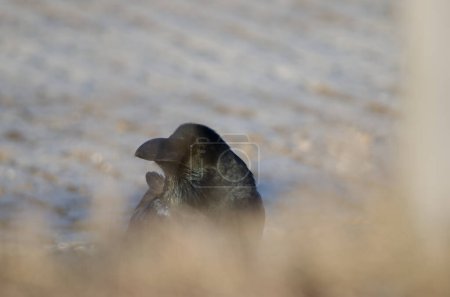 Foto de Cuervo de pico grande Corvus macrorhynchos japonensis. Lago Akan. Parque Nacional Akan Mashu. Hokkaido. Japón. - Imagen libre de derechos