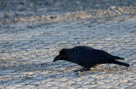 Foto de Cuervo de pico grande Corvus macrorhynchos japonensis comiendo. Lago Akan. Parque Nacional Akan Mashu. Hokkaido. Japón. - Imagen libre de derechos