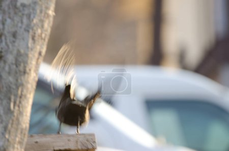 Foto de Cuervo de pico grande Corvus macrorhynchos japonensis tomando vuelo. Lago Akan. Parque Nacional Akan Mashu. Hokkaido. Japón. - Imagen libre de derechos