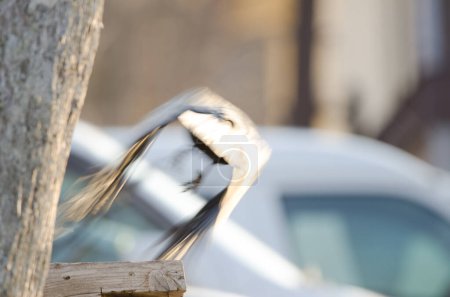 Foto de Cuervo de pico grande Corvus macrorhynchos japonensis tomando vuelo. Lago Akan. Parque Nacional Akan Mashu. Hokkaido. Japón. - Imagen libre de derechos