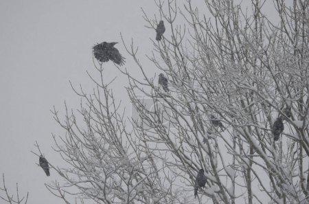 Photo for Eastern carrion crows Corvus corone orientalis in a tree under a snowfall. Akan Mashu National Park. Hokkaido. Japan. - Royalty Free Image