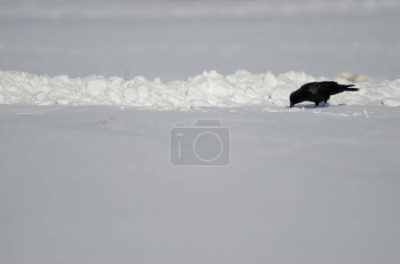 Photo for Eastern carrion crow Corvus corone orientalis searching for food in a snow-covered meadow. Kushiro. Hokkaido. Japan. - Royalty Free Image