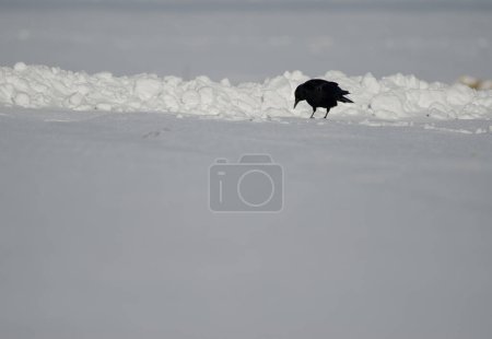 Photo for Eastern carrion crow Corvus corone orientalis searching for food in a snow-covered meadow. Kushiro. Hokkaido. Japan. - Royalty Free Image