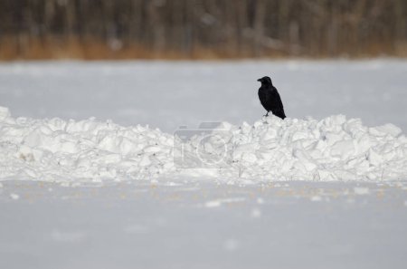 Photo for Eastern carrion crow Corvus corone orientalis in a snow-covered meadow. Kushiro. Hokkaido. Japan. - Royalty Free Image