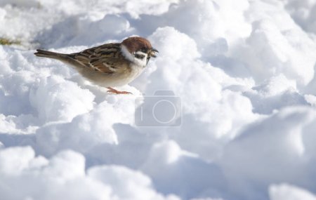 Eurasian tree sparrow Passer montanus saturatus eating on the frozen ground. Kushiro Japanese Crane Reserve. Kushiro. Hokkaido. Japan.
