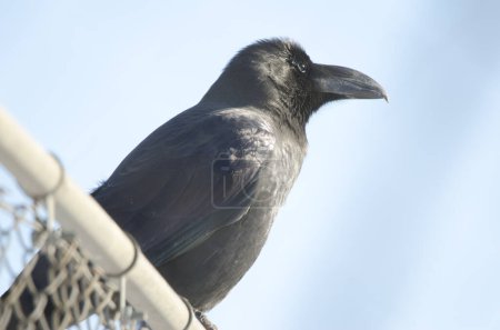 Photo for Large-billed crow Corvus macrorhynchos japonensis. Kushiro Japanese Crane Reserve. Kushiro. Hokkaido. Japan. - Royalty Free Image