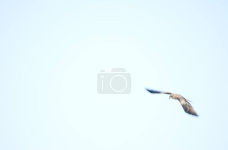 Téléchargez les photos : Cerf-volant à oreilles noires Milvus migrans lineatus en vol. Image floue pour suggérer un mouvement. Réserve de grues japonaises Kushiro. Hokkaido. Japon. - en image libre de droit