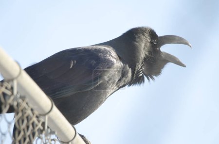 Photo for Large-billed crow Corvus macrorhynchos japonensis calling. Kushiro Japanese Crane Reserve. Kushiro. Hokkaido. Japan. - Royalty Free Image