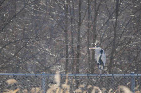 Téléchargez les photos : Héron gris Ardea cinerea reposant sur une clôture. Réserve de grues japonaises Kushiro. Kushiro. Hokkaido. Japon. - en image libre de droit