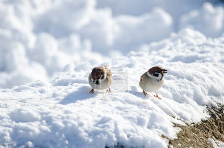 Photo for Eurasian tree sparrows Passer montanus saturatus. Kushiro Japanese Crane Reserve. Kushiro. Hokkaido. Japan. - Royalty Free Image
