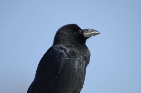 Photo for Large-billed crow Corvus macrorhynchos japonensis. Kushiro Japanese Crane Reserve. Kushiro. Hokkaido. Japan. - Royalty Free Image