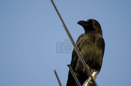 Photo for Large-billed crow Corvus macrorhynchos japonensis on a antenna. Kushiro. Hokkaido. Japan. - Royalty Free Image