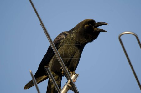 Foto de Cuervo de pico grande Corvus macrorhynchos japonensis tocando la bocina en una antena. Kushiro. Hokkaido. Japón. - Imagen libre de derechos