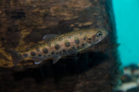 Photo for Juvenile masu salmon Oncorhynchus masou masou. In controlled conditions. Kushiro Marsh Observatory. Kushiro. Hokkaido. Japan. - Royalty Free Image