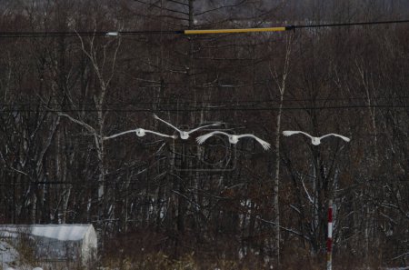 Téléchargez les photos : Grues à couronne rouge Grus japonensis volant entre des fils électriques. Sanctuaire Tancho Tsurui-Ito. Kushiro. Hokkaido. Japon. - en image libre de droit