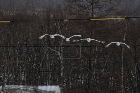 Téléchargez les photos : Grues à couronne rouge Grus japonensis volant entre des fils électriques. Sanctuaire Tancho Tsurui-Ito. Kushiro. Hokkaido. Japon. - en image libre de droit