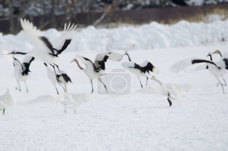 Foto de Whooper cisnes Cygnus cygnus y grúas coronadas rojas tomando vuelo. Santuario Tsurui-Ito Tancho. Kushiro. Hokkaido. Japón. - Imagen libre de derechos