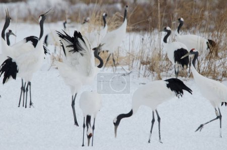 Photo for Red-crowned cranes Grus japonensis. Tsurui-Ito Tancho Sanctuary. Kushiro. Hokkaido. Japan. - Royalty Free Image