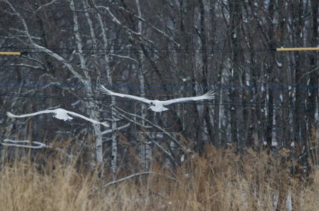 Foto de Grúas de corona roja Grus japonensis volando entre cables eléctricos. Santuario Tsurui-Ito Tancho. Kushiro. Hokkaido. Japón. - Imagen libre de derechos