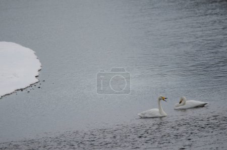 Photo for Whooper swans Cygnus cygnus. Setsurigawa River. Kushiro. Hokkaido. Japan. - Royalty Free Image