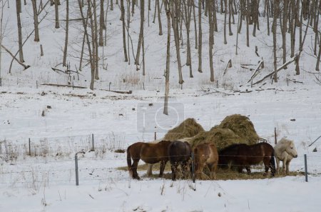 Téléchargez les photos : Des chevaux Dosanko mangeant de la paille. Ranch Tsurui Dosanko. Kushiro. Hokkaido. Japon. - en image libre de droit