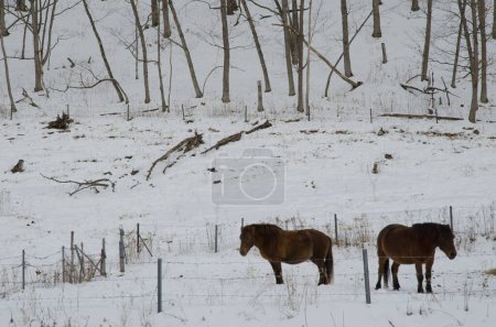 Téléchargez les photos : Chevaux Dosanko dans un paysage enneigé. Ranch Tsurui Dosanko. Kushiro. Hokkaido. Japon. - en image libre de droit