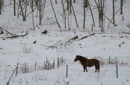 Téléchargez les photos : Cheval Dosanko dans un paysage enneigé. Ranch Tsurui Dosanko. Kushiro. Hokkaido. Japon. - en image libre de droit