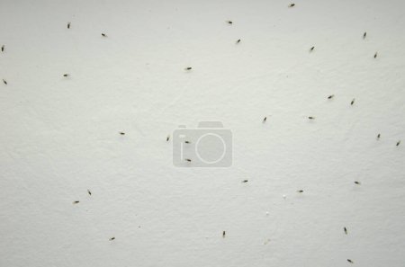 Foto de Moscas pequeñas de la fruta Drosophila sp. El Parque Rural Nublo. Tejeda. Gran Canaria. Islas Canarias. España. - Imagen libre de derechos