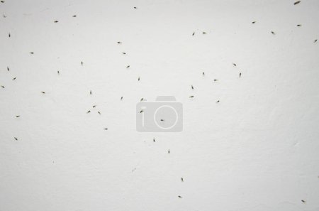 Photo for Small fruit flies Drosophila sp. The Nublo Rural Park. Tejeda. Gran Canaria. Canary Islands. Spain. - Royalty Free Image