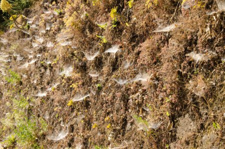 Téléchargez les photos : Toiles d'araignée d'Agelena canariensis sur la pente d'une route. San Mateo. Gran Canaria. Îles Canaries. Espagne. - en image libre de droit