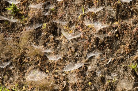 Téléchargez les photos : Toiles d'araignée d'Agelena canariensis sur la pente d'une route. San Mateo. Gran Canaria. Îles Canaries. Espagne. - en image libre de droit